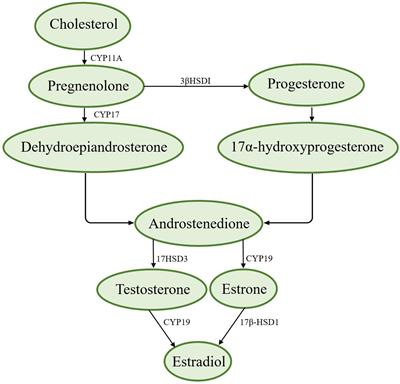 Role of sex hormones in diabetic nephropathy